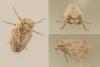 Latilica maculipes